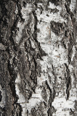 small fragment of bark birch's