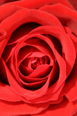 Red rose