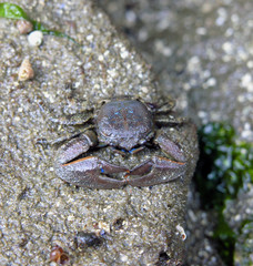 Flattop Crab (Petrolisthes eriomerus) 