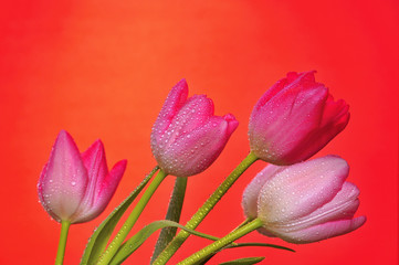 Beautiful pink tulips dripping with dew. 