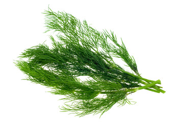 fresh dill herb