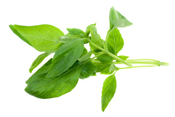 fresh basil