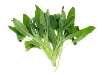 fresh common sage herb