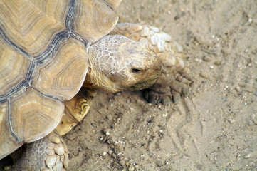 giant Galapagos tortoise