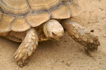 giant Galapagos tortoise