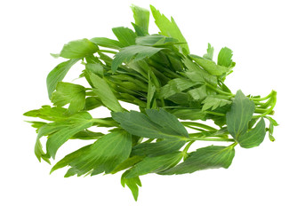 fresh lovage herb