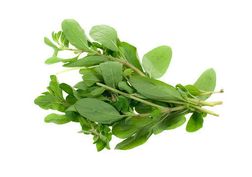 fresh marjoram herb