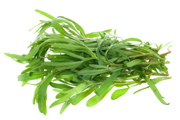 fresh tarragon herb