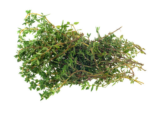 fresh thyme herb