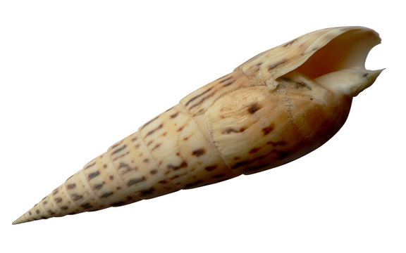 Terebra maculatus
