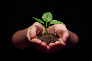 Hands holding sapling in soil