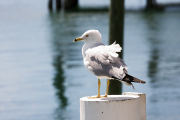 seagull standing on wooden post in a marina