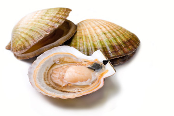 Seafood: live scallops (Pecten maximus).