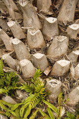 Old Palm Trunk