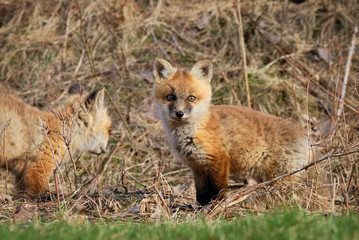 Two young fox in the wild