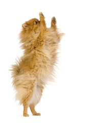 Spitz (3 years) in front of white background