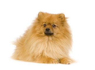 Spitz (3 years) in front of white background