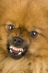Spitz (3 years) in front of white background