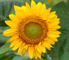 Sunflower 