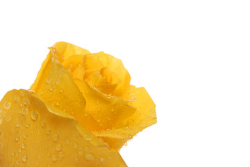 rose. macro