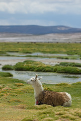 llama, mountains of bolivia, south america