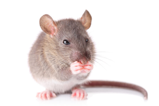 Mouse isolated against white background