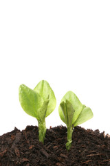 Two young plants in soil