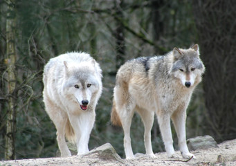Naklejka na ściany i meble Wolves searching for food in the forest.