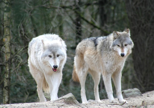 Wolves searching for food in the forest.