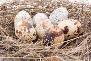 eggs on the nest