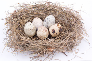 Naklejka na ściany i meble eggs on the nest