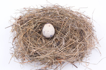 egg on the nest