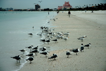 Birds on St Pete beach in Florida - 6461603