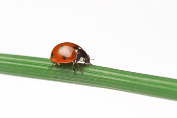 ladybug on a leaf