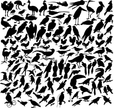 vector silhouettes of birds