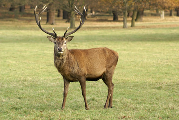 Naklejka na ściany i meble Mężczyzna patrzy Deer Stag na aparat