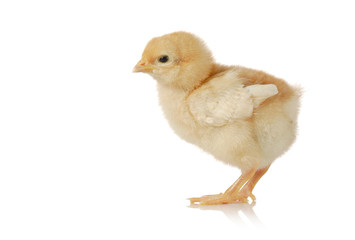 Cute little baby chicken against white background