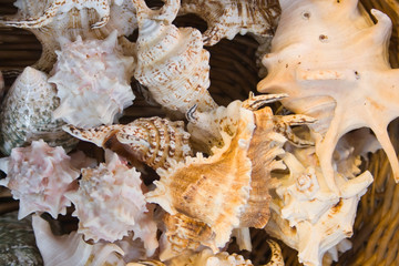 Many beautiful seashells in a basket