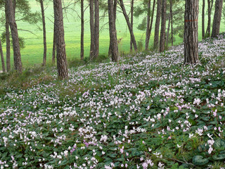 Blossoming of cyclamen in spring woods