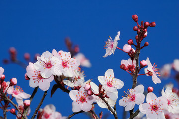 Apple blossoms in early spring. Shot in Larkspur,  California.