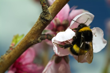 closeup of a big bee on peach flower