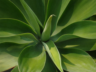 Agave.