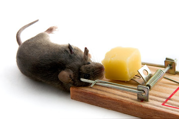 The mouse caught in a mousetrap