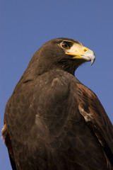 Harris hawk sitting on the glove of a handler 