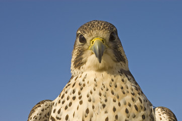 closeup of  Peregrine Falcon crossbred 