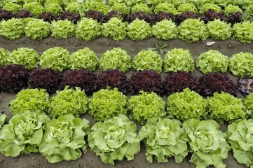 salades