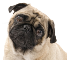 Pug Looking Concerned, Isolated Against White