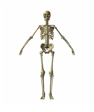A illustration of a skeleton on a white background