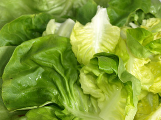 Fresh green lettuce