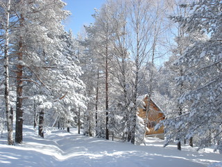 mountain cottage hidden between the snw covered pine trees